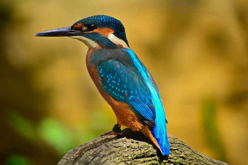 Kingfisher