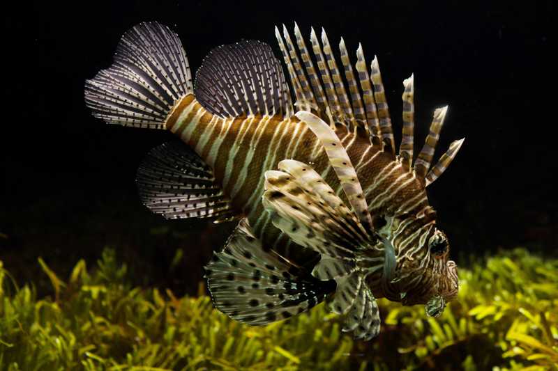 Lionfish